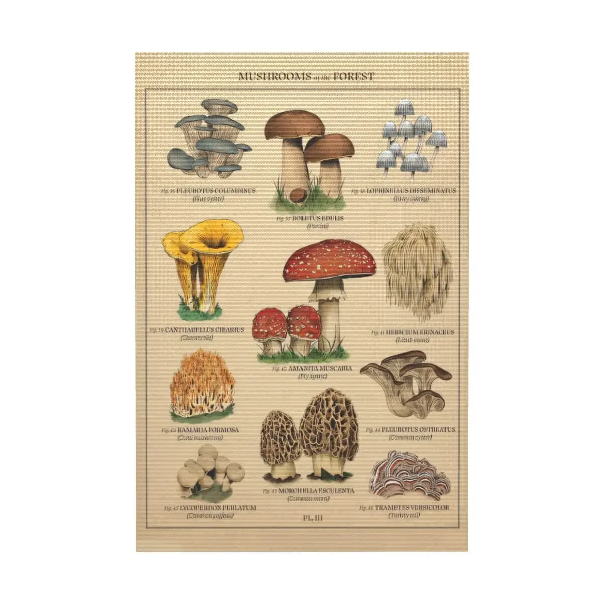 Mushroom Wall Art