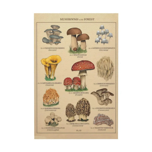 Mushroom Wall Art